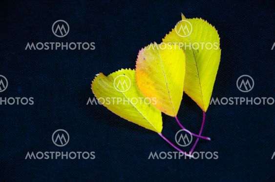 Group of fall colored leaves