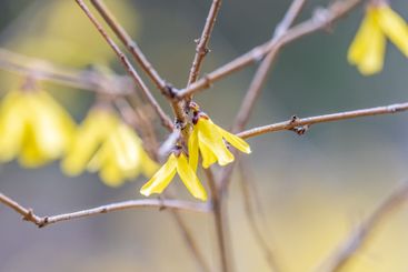 Forsythia. Blooming forsythia bush. Yellow flower on a...
