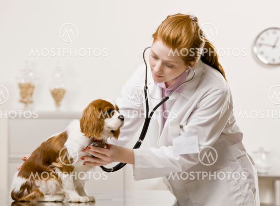 Young Female Veterinarian