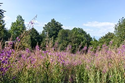Summer landscape of Belasitsa Mountain, Bulgaria
