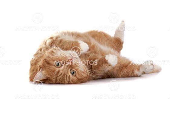 Red cat with orange eyes on a white background