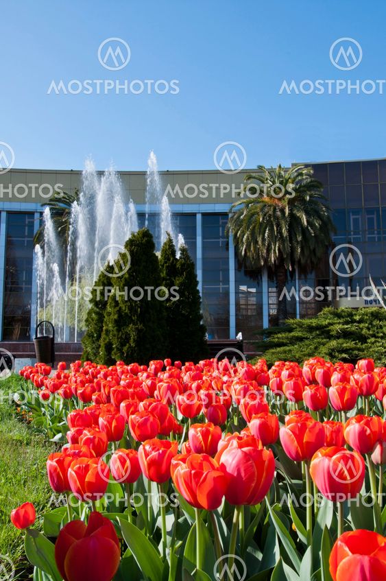 tulip in flower field