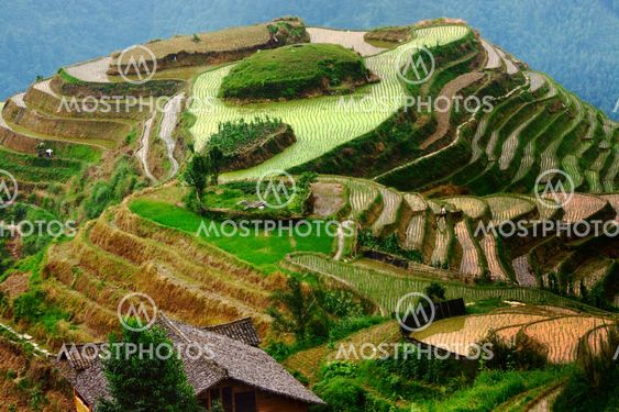 Morning on the rice terrace