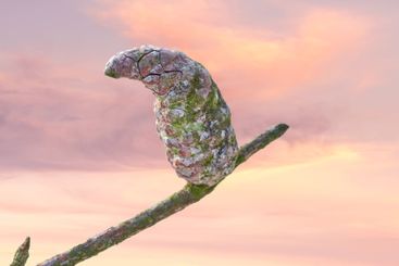 Branch, pine cone and sunset of nature landscape,...