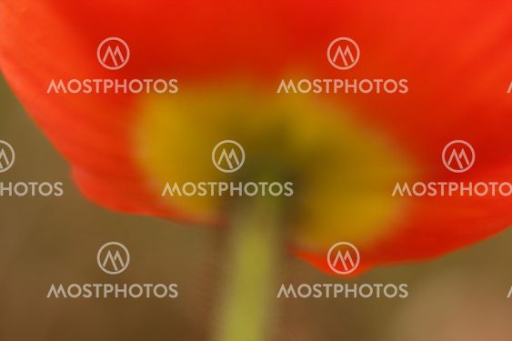 Red Poppy Impression