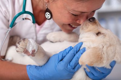 Veterinary healthcare professional woman loving her job -...