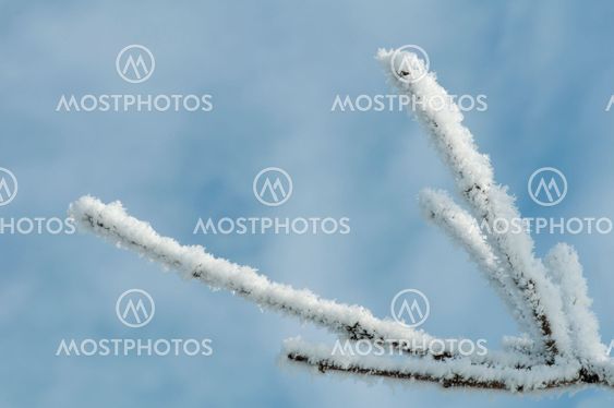 Snowy tree trunks