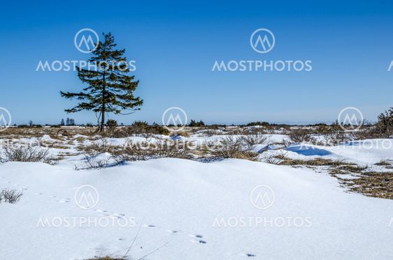 Lone spruce