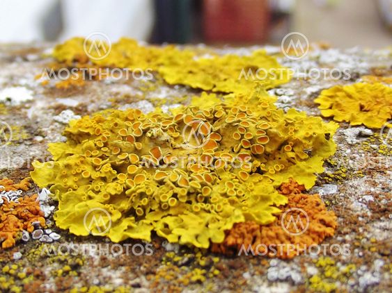 Crustose Lichen on rock