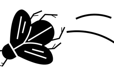 Person Safely Using Laptop and Fly Close-Up Next to a...