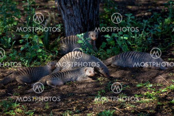 banded mongoose in etosha national park namibia