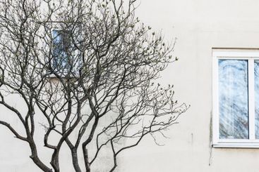 Branches of a leafless tree against a wall in Goteborg...