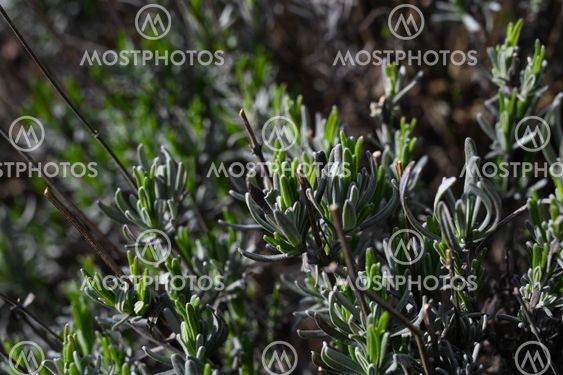 Close Up Of English Lavende By Ivars Timcuks Mostphotos