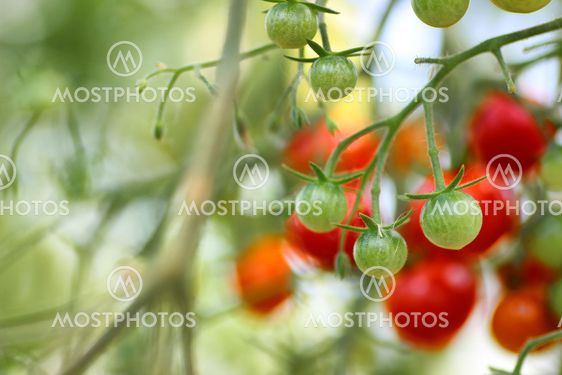 tomato on branch crop