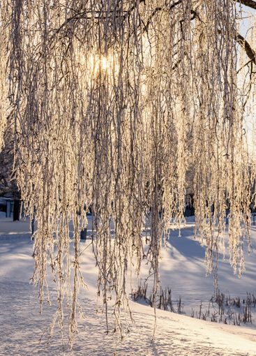 Hanging birch branches with hoarfrost in the sunshine on...