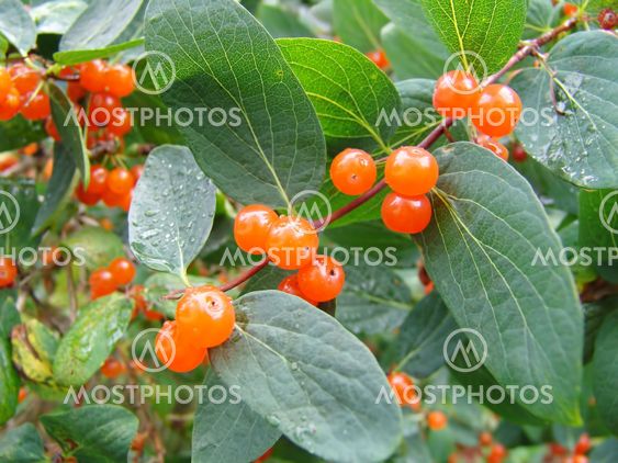 Wild fruit