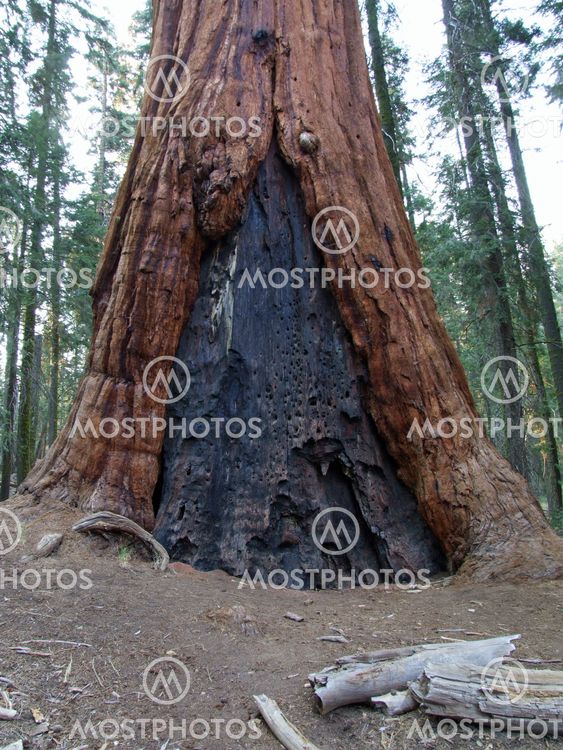 Sequoia Tree with Burns