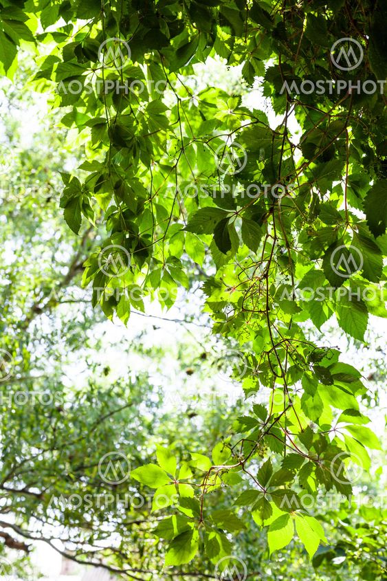 green twig of Parthenocissus plant