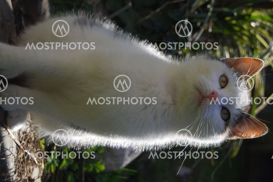 The cat