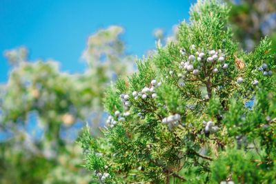 Juniper tree with cones on the branches