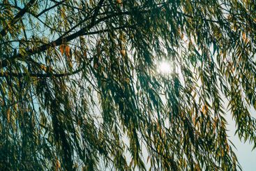 Weeping willow tree branches and leaves with sunlight