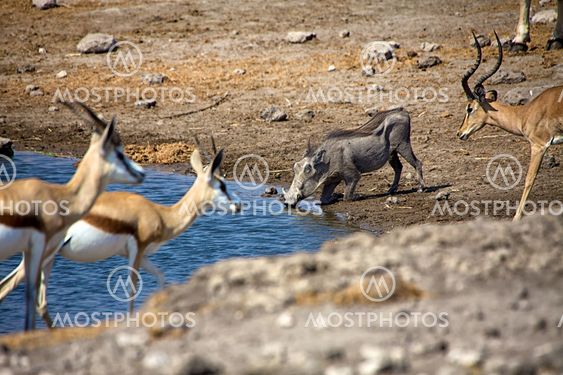 a warthog drinking water in etosha national park namibia africa