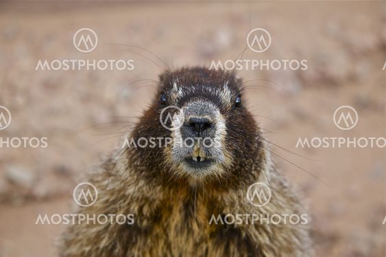 Bellied Marmot