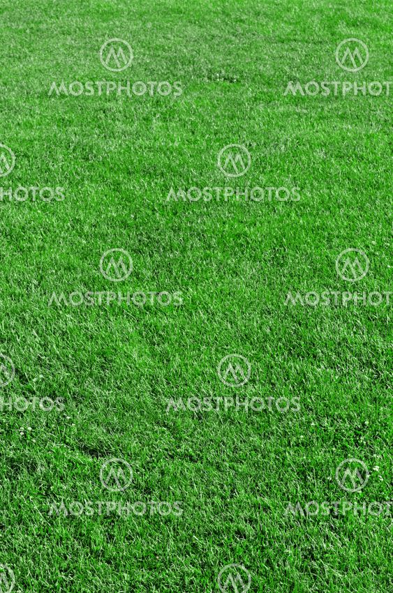 Beautiful green grass