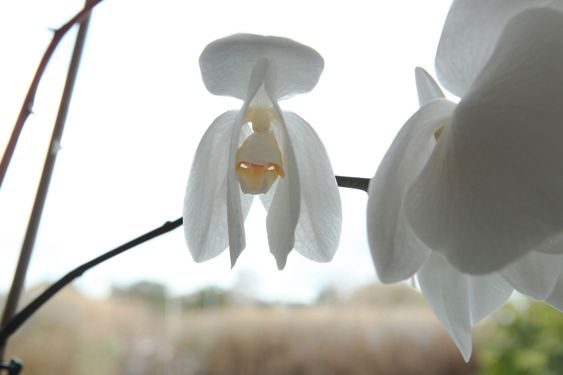 slokad orchids need, wilted, (men)