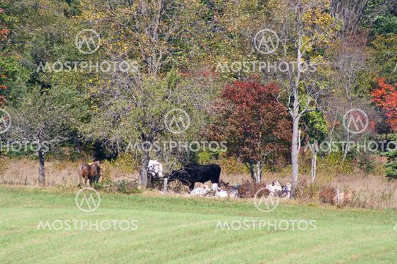 Cattle resting in the sun