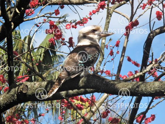 Kookaburra