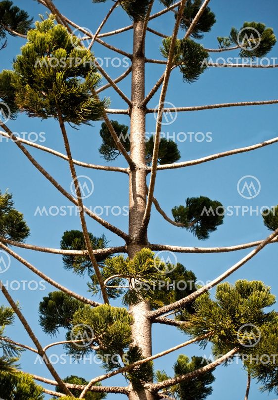 Bunya pine Australian native tree