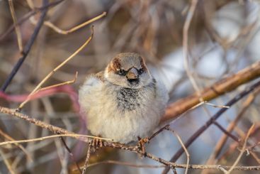 Sparrow sits on a branch without leaves.