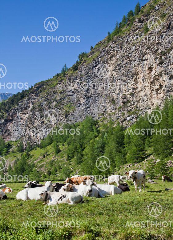 Cows and Italian Alps