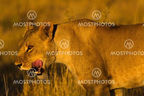 lion the king of the jungle of Tanzania