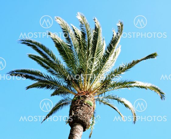 Palm tree in the wind