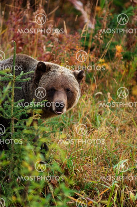 Male Grizzly Bear