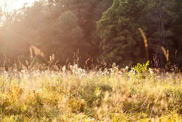 Tranquil autumn nature background in a sunset light.