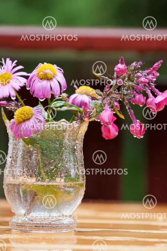 Brignt farverige blomster i sommeren regn