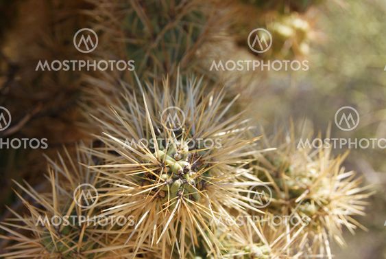 Jumping Cactus