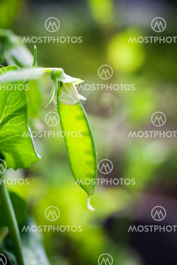 Growing green peas