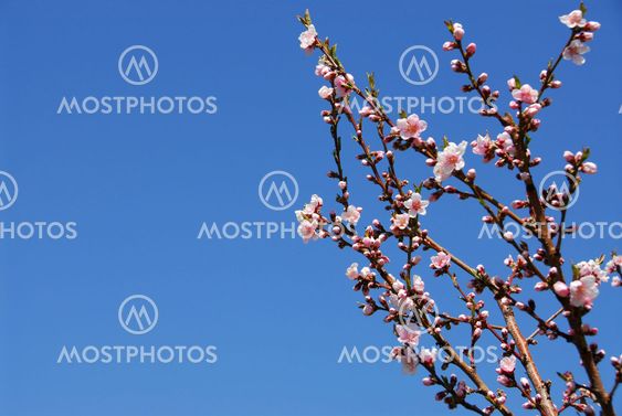 Blooming peach tree