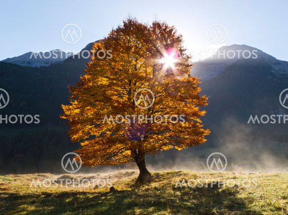 Autumn Tree with Back Light