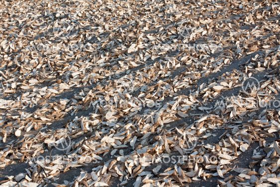 Tapioca are cut into pieces and then dried in the sun