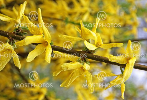 Branch of yellow forsythia shrub