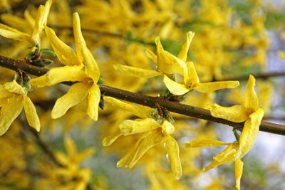 Branch of yellow forsythia shrub