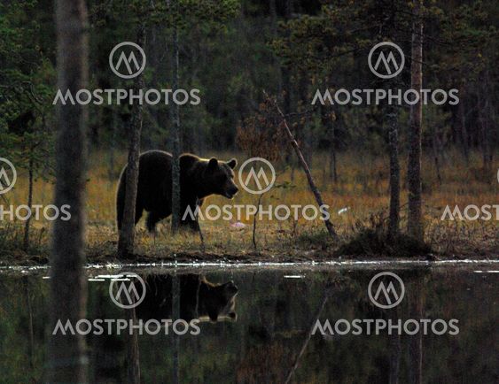 Wild bear near water
