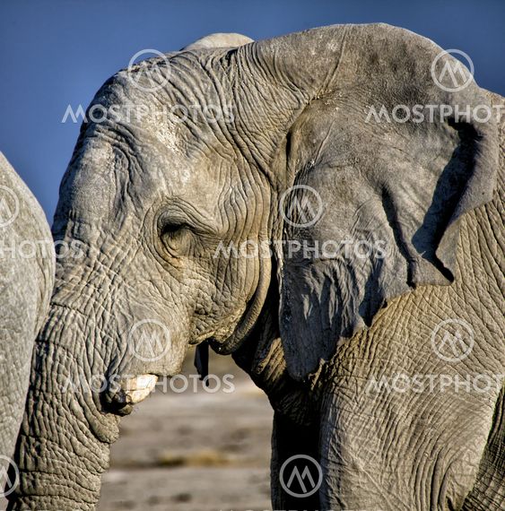 Elephant close up in etosha national park namibia