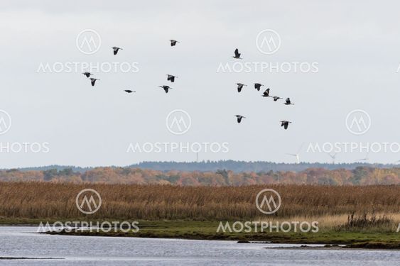 En flock hägrar flyger över ett höstfärgat vassområde