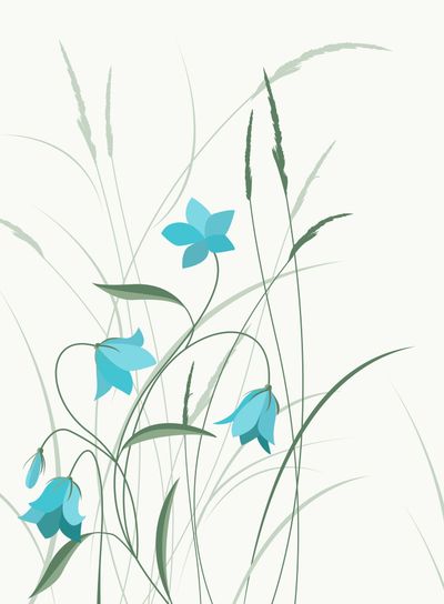 Summer flower campanula